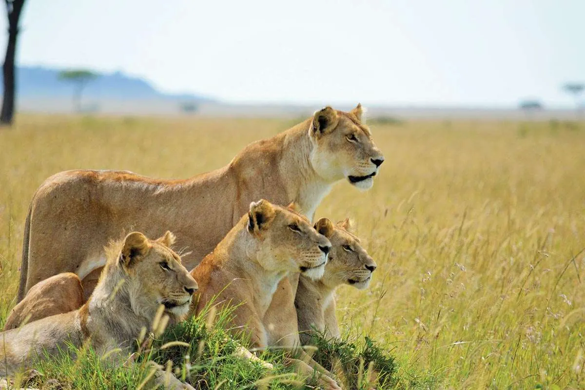 masai-mara-lion-pride