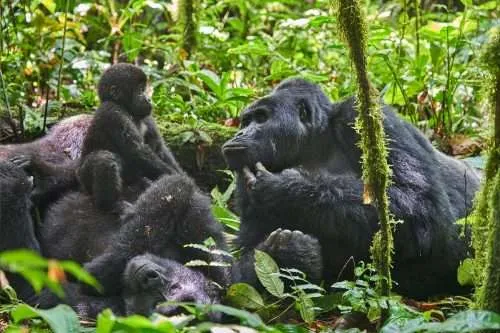 nkuringo-gorilla-family-500×333