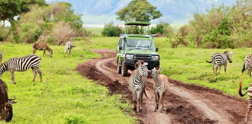 safari through the national parks tarangire ngorongoro lake manyara esco african safaris