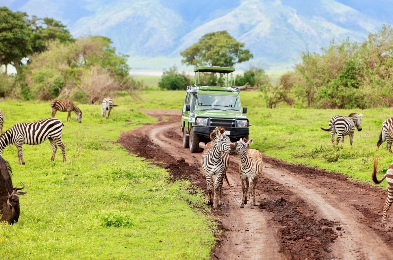 safari through the national parks tarangire ngorongoro lake manyara esco african safaris