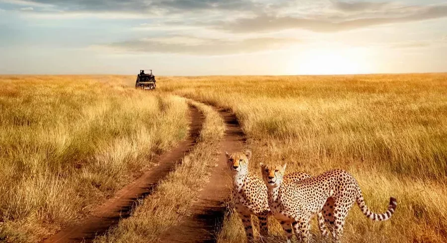 Serengeti National Park Cheetahs On The Track