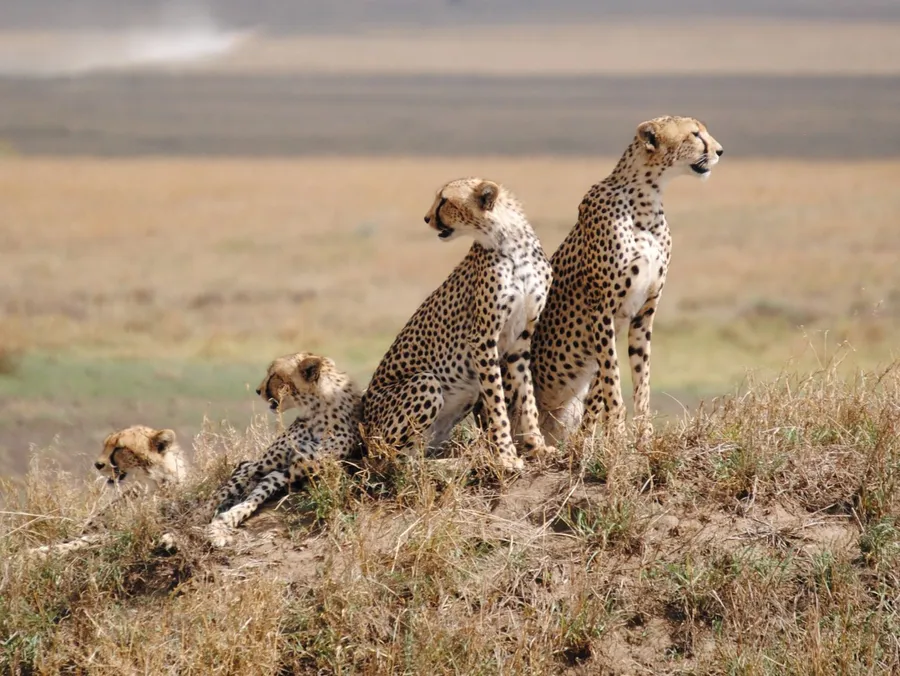 This riveting image captures the splendor of swift cheetahs basking under the golden sun in the breathtaking landscapes of Serengeti National Park, a UNESCO World Heritage site renowned for its eclectic wildlife and stunning vistas.