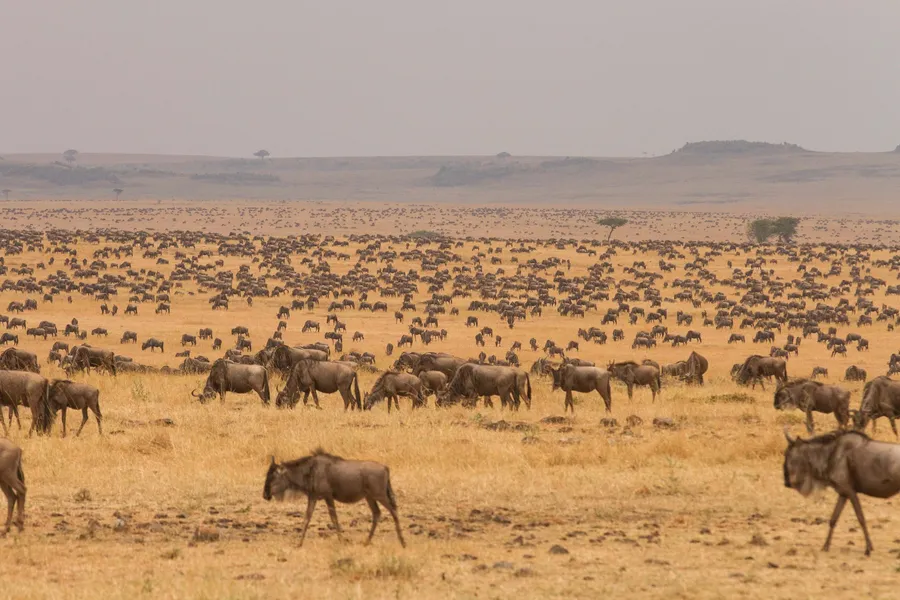 serengeti national park hundreds wildebeests