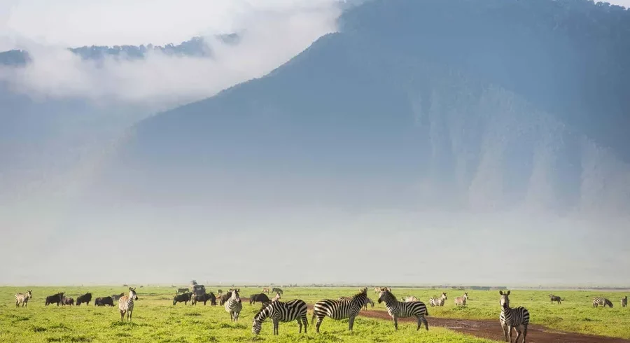 Zebras Roaming in the Majestic Ngorongoro Crater