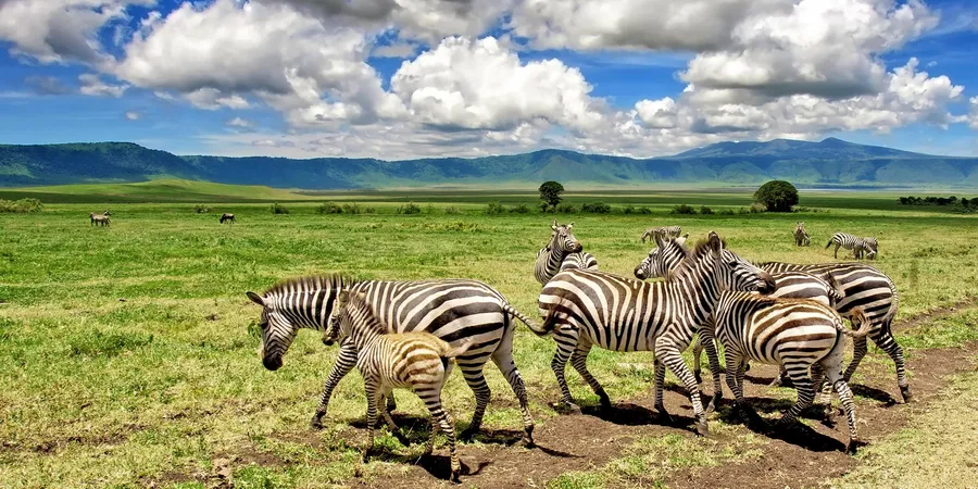 A wonderful image of zebra in the Ngorongoro crater conservation area in Tanzania with green grass field and a cloudy sky.